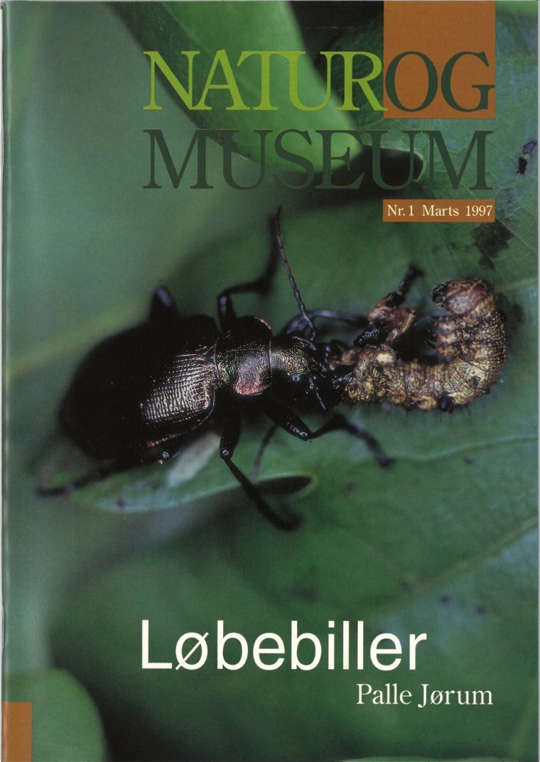 Løbebiller